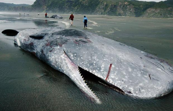 十大恐怖海洋生物:大乌贼体长可达20米(组图)
