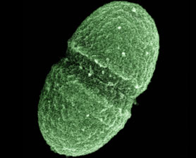 人体细菌分布图有助于治疗疾病。这是分布在人体肠内的粪肠球菌