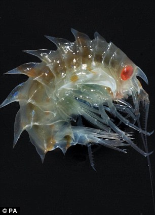 生活在南极海洋深处的沙蚤