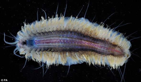海鳞虫是一种蠕虫，与其他蠕虫不同的是，鳞片可以使其在寒冷刺骨的南极水域畅游