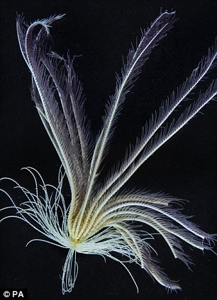 羽毛星属于海百合纲，历史可追溯至3亿年前