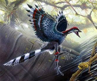 科学家们逐渐认同鸟类和恐龙属于同一个祖先,鸟类起源于一种能够快速