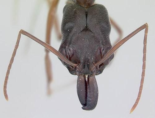 揭秘奇妙蚂蚁世界：大齿猛蚁时速上百公里