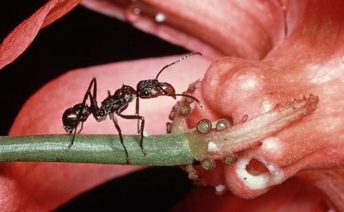 揭秘奇妙蚂蚁世界：大齿猛蚁时速上百公里