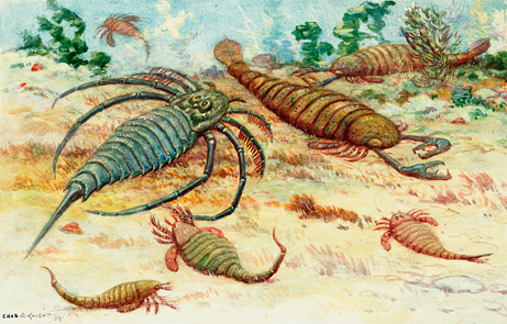 最早用工具的动物:5亿年前海蝎用贝壳呼吸
