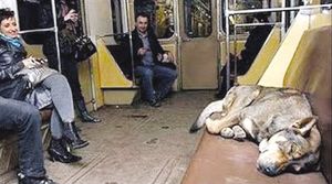 俄罗斯流浪狗搭“地铁”外出觅食(图)