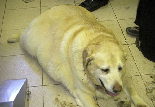 英国最胖的狗体重140斤 几乎不能走