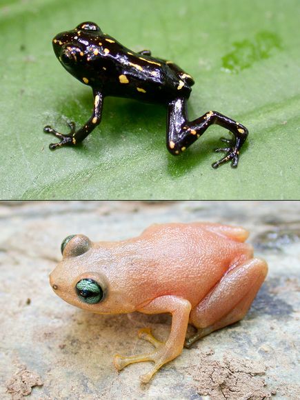 ：“变色蛙”：幼年时体色为黑色，还点缀着黄斑，成年后却变成桃色