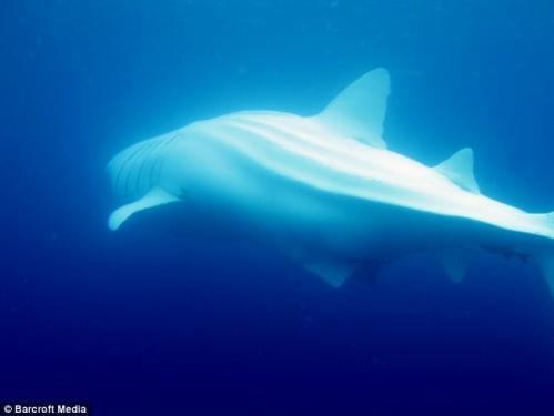 澳大利亚沿海发现罕见白化鲸鲨(图)