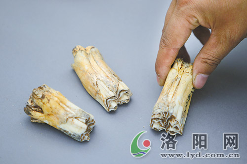 动物牙齿化石.