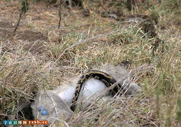 实拍最巨大的凶险非洲岩蟒蛇捕杀吞噬动物的惊悚图片集(下)