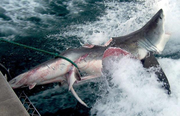 大白鲨撕咬3.5米长鲨鱼