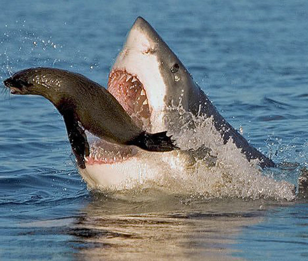 海豹或许是海洋中的顶尖捕食者之一,但是当它与最致命的大白鲨