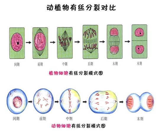 高中生物知识点:动植物有丝分裂对比