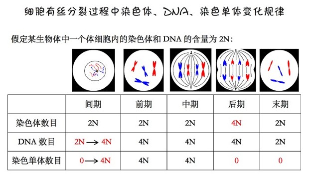 高中生物知识点:动植物有丝分裂对比