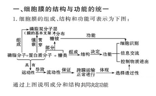 高中生物知识点:细胞膜的高中和功徐子晴明结构育图片