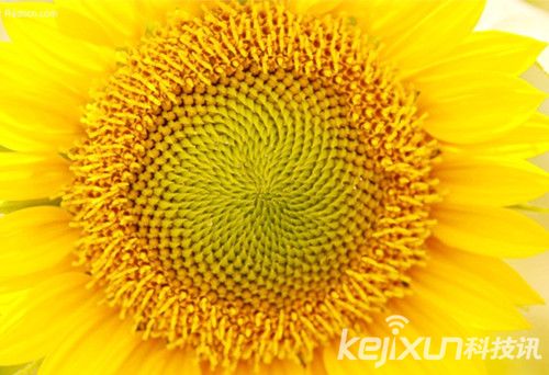 自然界里的数学 向日葵花盘中的数学奥秘