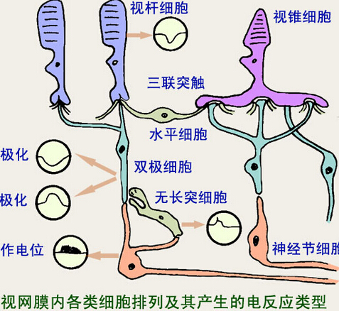 资讯要闻 科普博览 视网膜识别运动目标的工作模式    无长突细胞有各