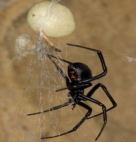 [神奇小蜘蛛]研究发现神奇蜘蛛丝如何制造