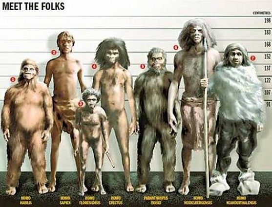 学者网|日学者称霍比特人可能由爪哇猿人进化而来