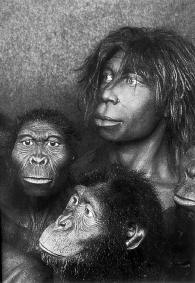 [猩猩与人类的基因]人类和猩猩是同时起源的吗