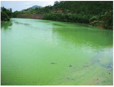 流动的水体可以通过水面向水体赋氧,水中溶解氧含量较高,水体自净能力