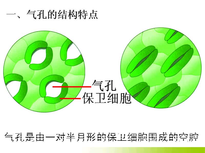 八年级生物微课视频《巧借双手识气孔》微课