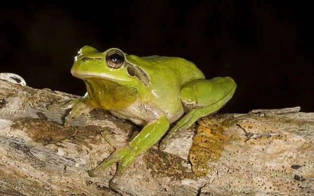青蛙和蟾蜍能在夜间识别和分辨色彩变化