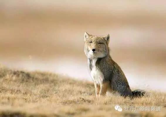 藏狐:这种鲜为人知的狐狸主要生活在西藏地区,生活习性与其他的狐狸