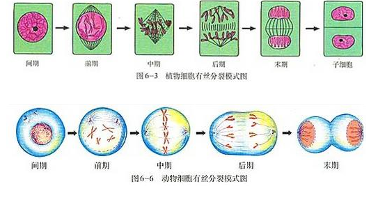 高考生物复习:细胞分裂-学科网手机版