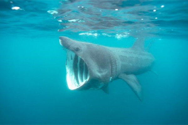 你每用一支防晒霜,深海里会减少几头鲨鱼?