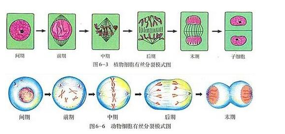 高考生物知识点 细胞分裂 莆田八中