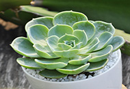 植物在受到压力时,也会惊声尖叫