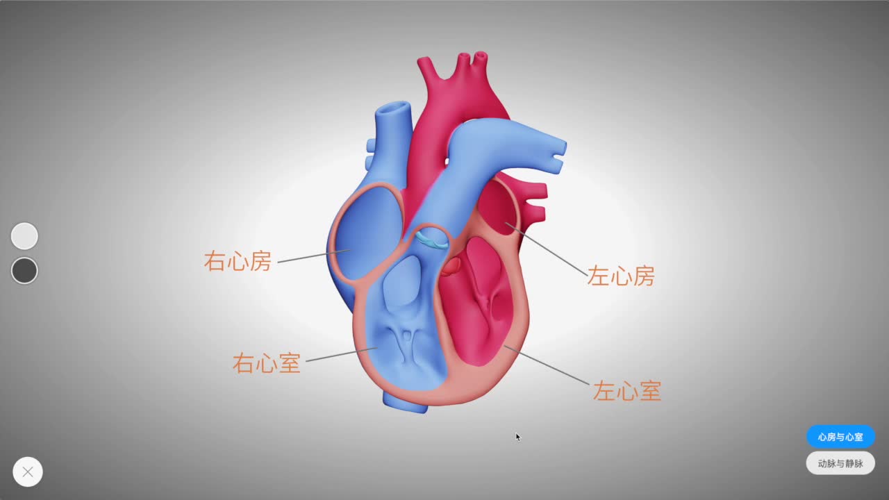 3 心脏的结构-【火花学院】人教版七年级生物下册人的循环系统第四