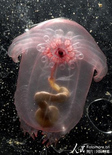 海洋生物视频组图海洋生物普查发现数千新物种