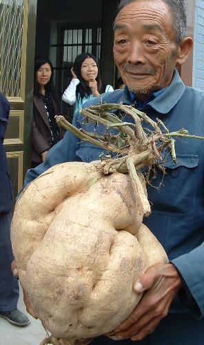 罕見的30斤重大番薯