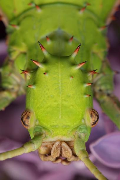 佳能微距镜头微距镜头下的奇妙昆虫巨型盾螳螂表演功夫图