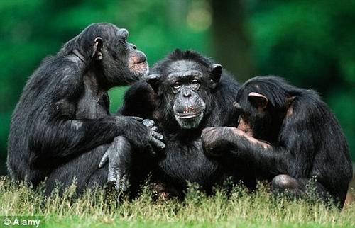 倭黑猩猩交流图片