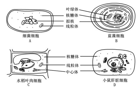 沒有葉綠體和線粒體,ab錯;中心體存在於低等植物和動物細胞中