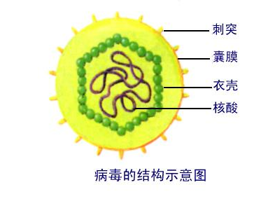 狂犬病毒结构示意图图片