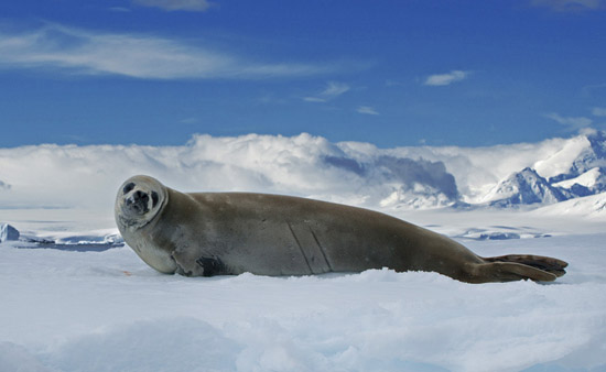 南冰洋生物图片