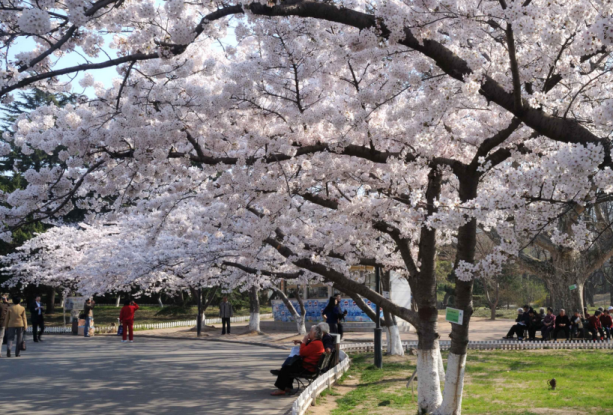 中山公园樱花是武大三倍