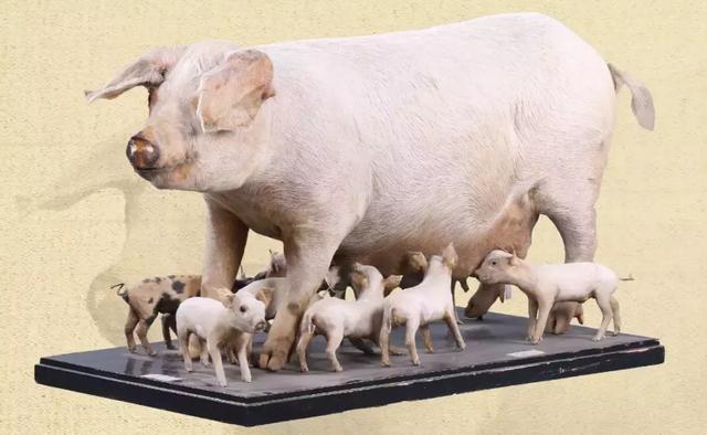 中国传统猪种图片