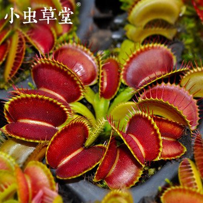 植物爱上吃肉 或是环境逼出来的“重口味”
