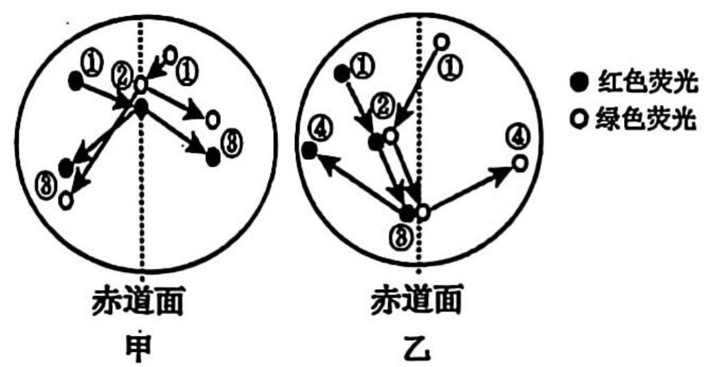 精巢中正在分裂的甲细胞和乙细胞,用红色荧光和