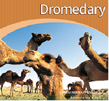 Dromedary