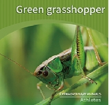 Green grasshopper