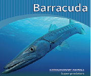 Barracuda