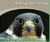 Peregrine falcon