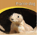 Prairie dog